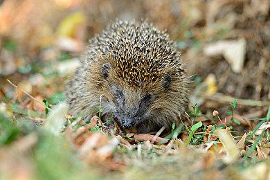 战棋游戏《绝对战略：仁慈之女》将于9月15日发售